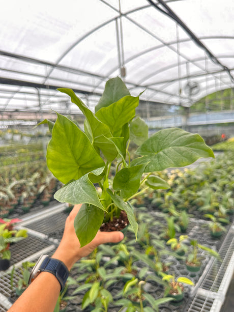 4" Alocasia gageana - Canopy Plant Co.