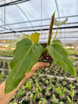 4" Philodendron corsinianum (P. pinnatifidum x P. verrucosum)