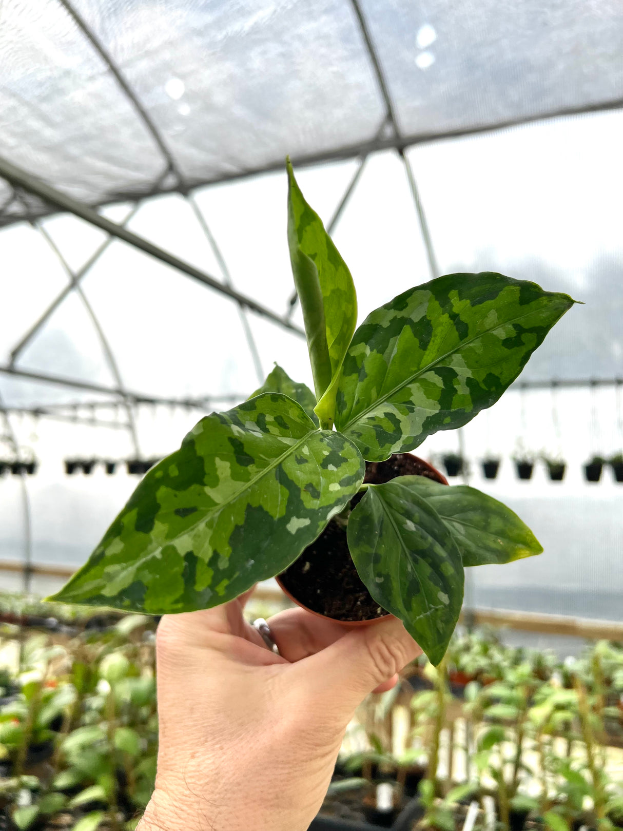 3" Aglaonema Tricolor