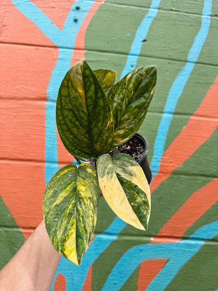 monstera peru variegated mature 4" Monstera 'Peru' variegated (Monstera karstenianum) – Canopy Plant Co