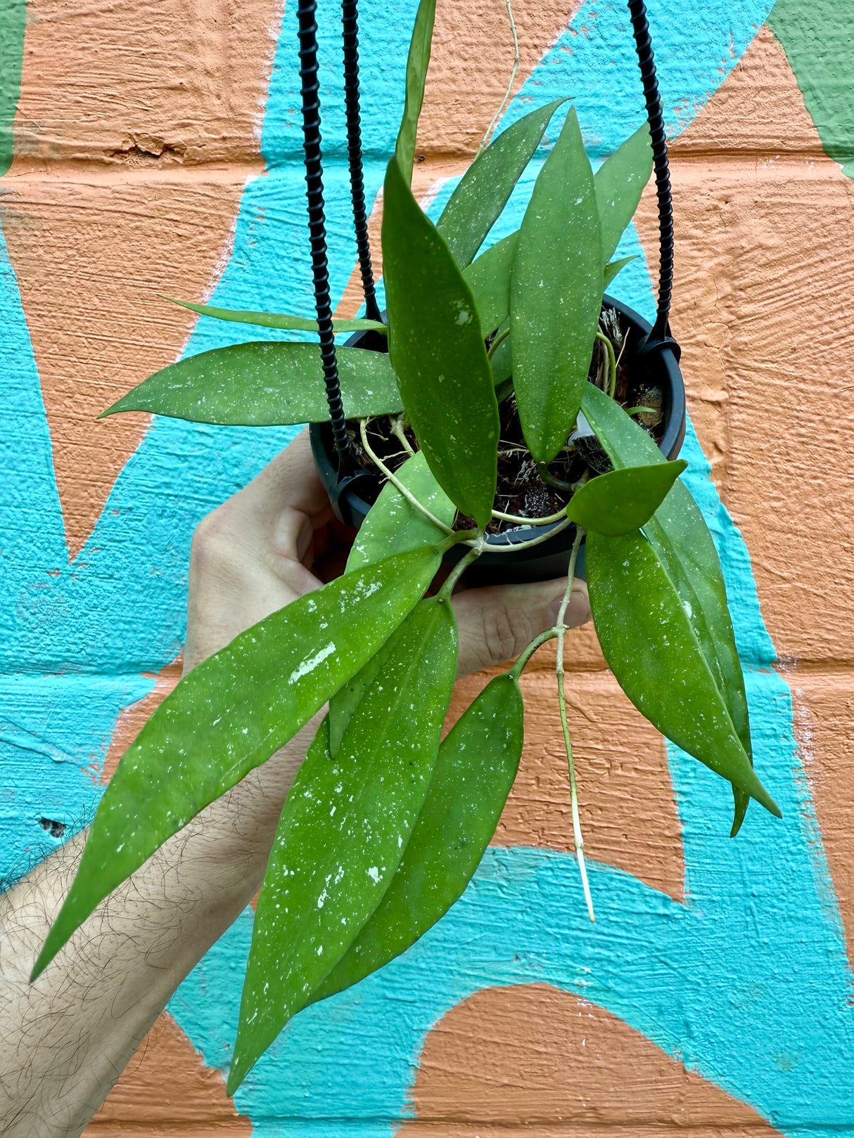 4" Hoya scortechinii hanging basket - Canopy Plant Co.