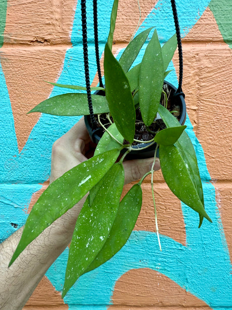 4" Hoya scortechinii hanging basket - Canopy Plant Co.