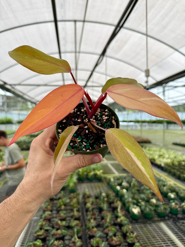 where to buy pink princess philodendron 4” Philodendron 'Persimmon Princess' – Canopy Plant Co