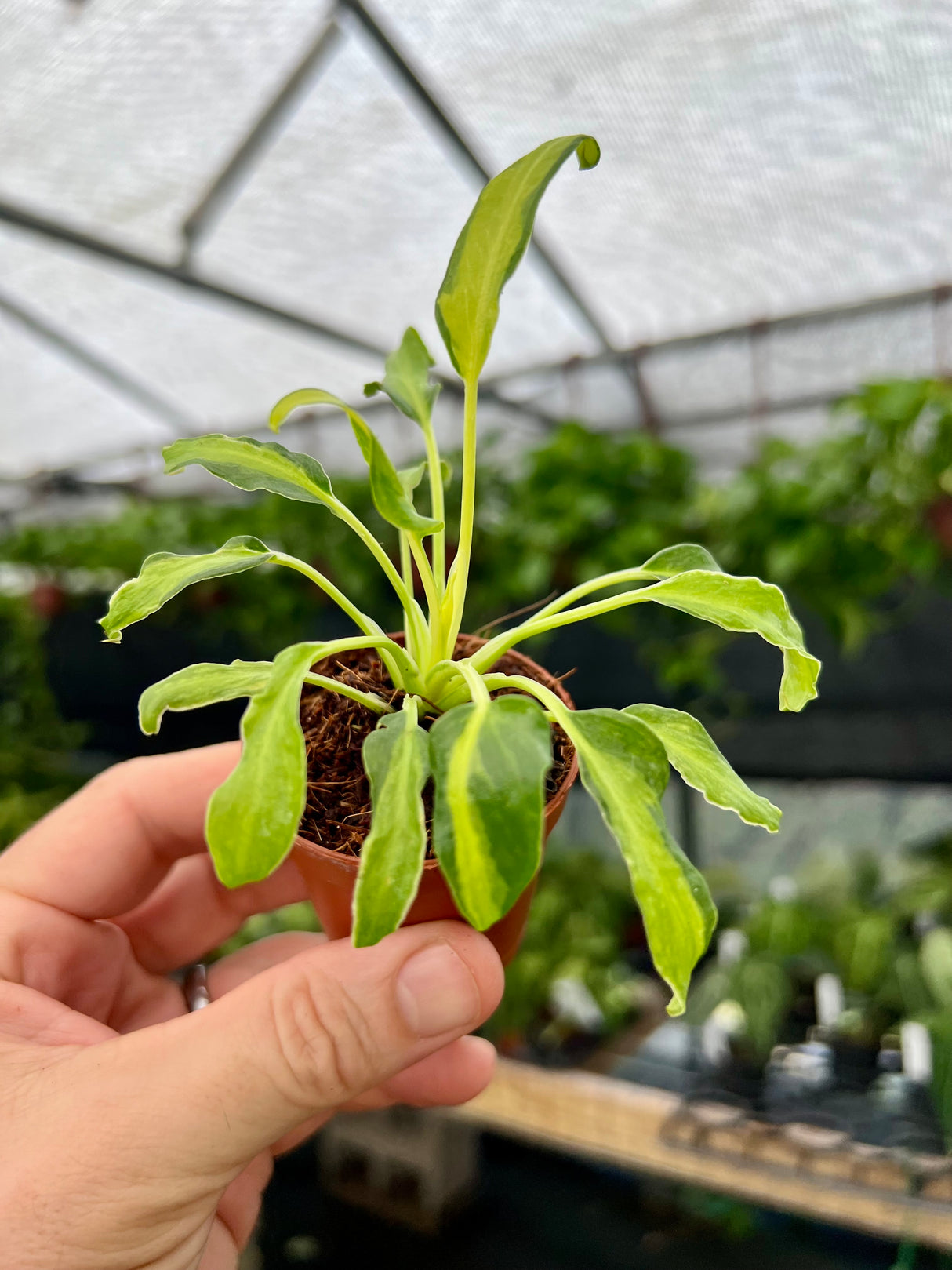 2” Philodendron 'Xanadu' variegated - Canopy Plant Co.