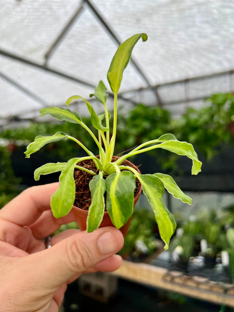 2” Philodendron 'Xanadu' variegated - Canopy Plant Co.