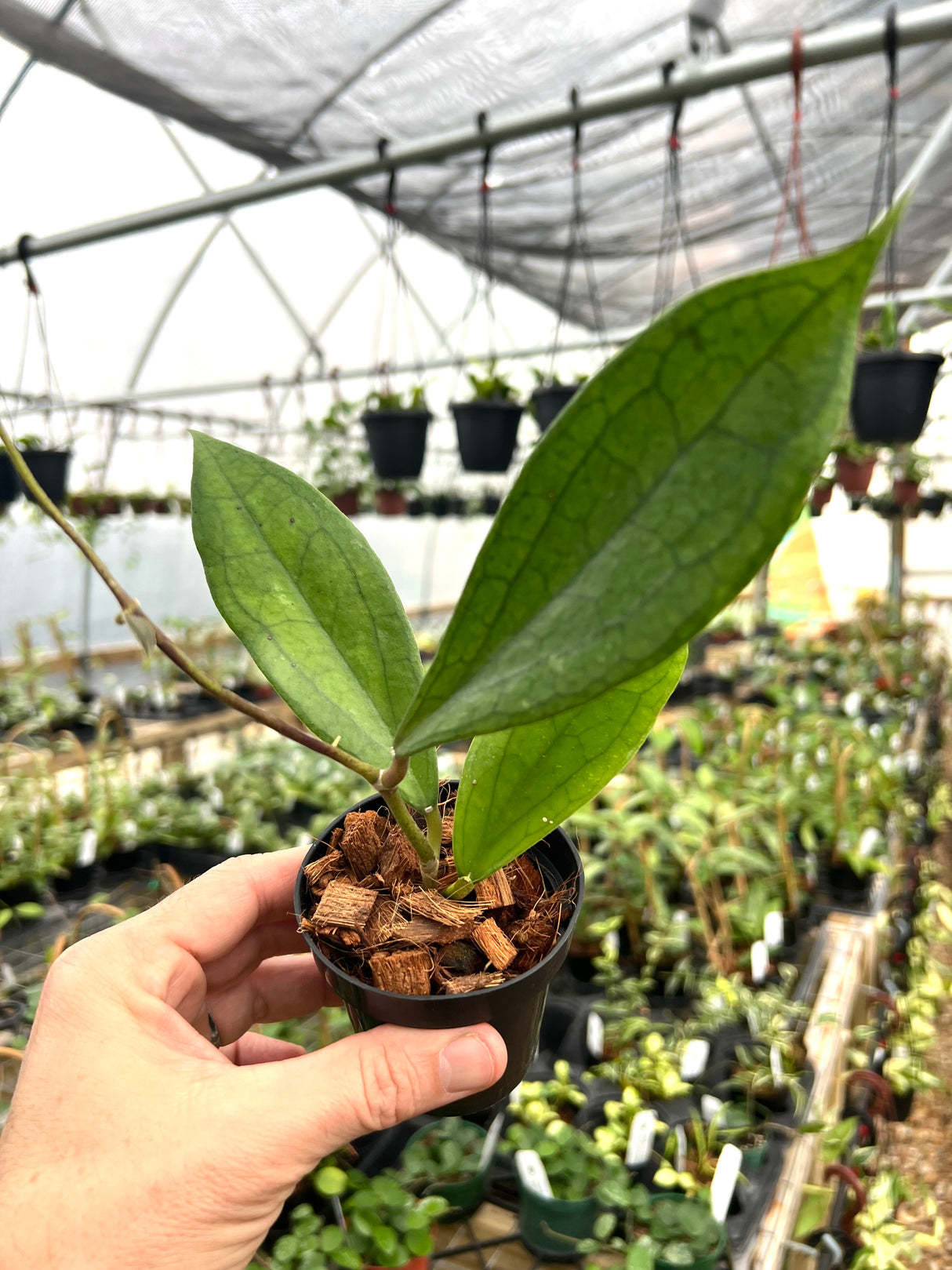 3" Hoya Jennifer (incrassata x finlaysonii) - Canopy Plant Co.