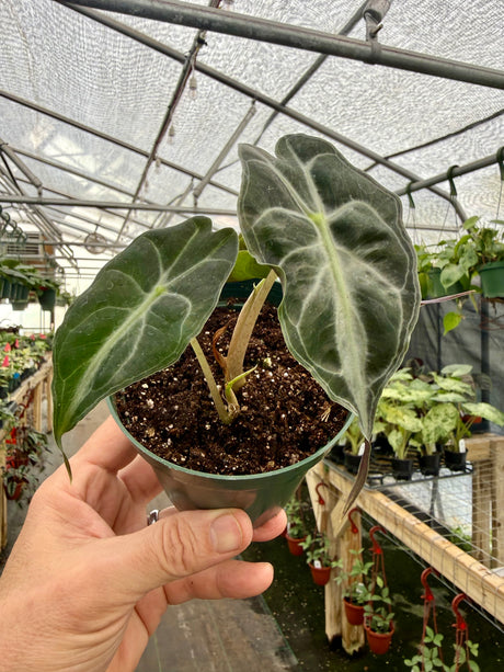 4" Alocasia 'Venom' - Canopy Plant Co.