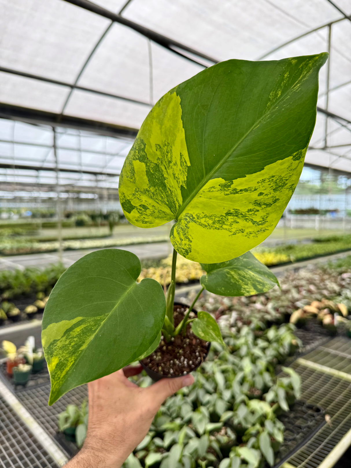 4" Monstera deliciosa variegated 'Aurea' ('Yellow Marilyn')
