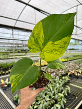 4" Monstera deliciosa variegated 'Aurea' ('Yellow Marilyn')