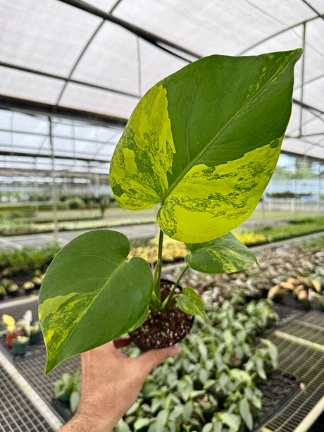 4" Monstera deliciosa variegated 'Aurea' ('Yellow Marilyn')