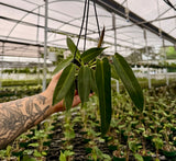 4" Philodendron ‘Spiritus Sancti’ hanging basket