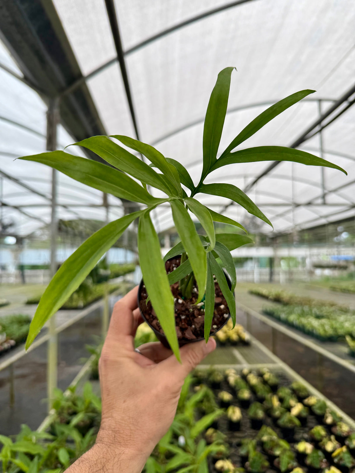 4" Monstera subpinnata