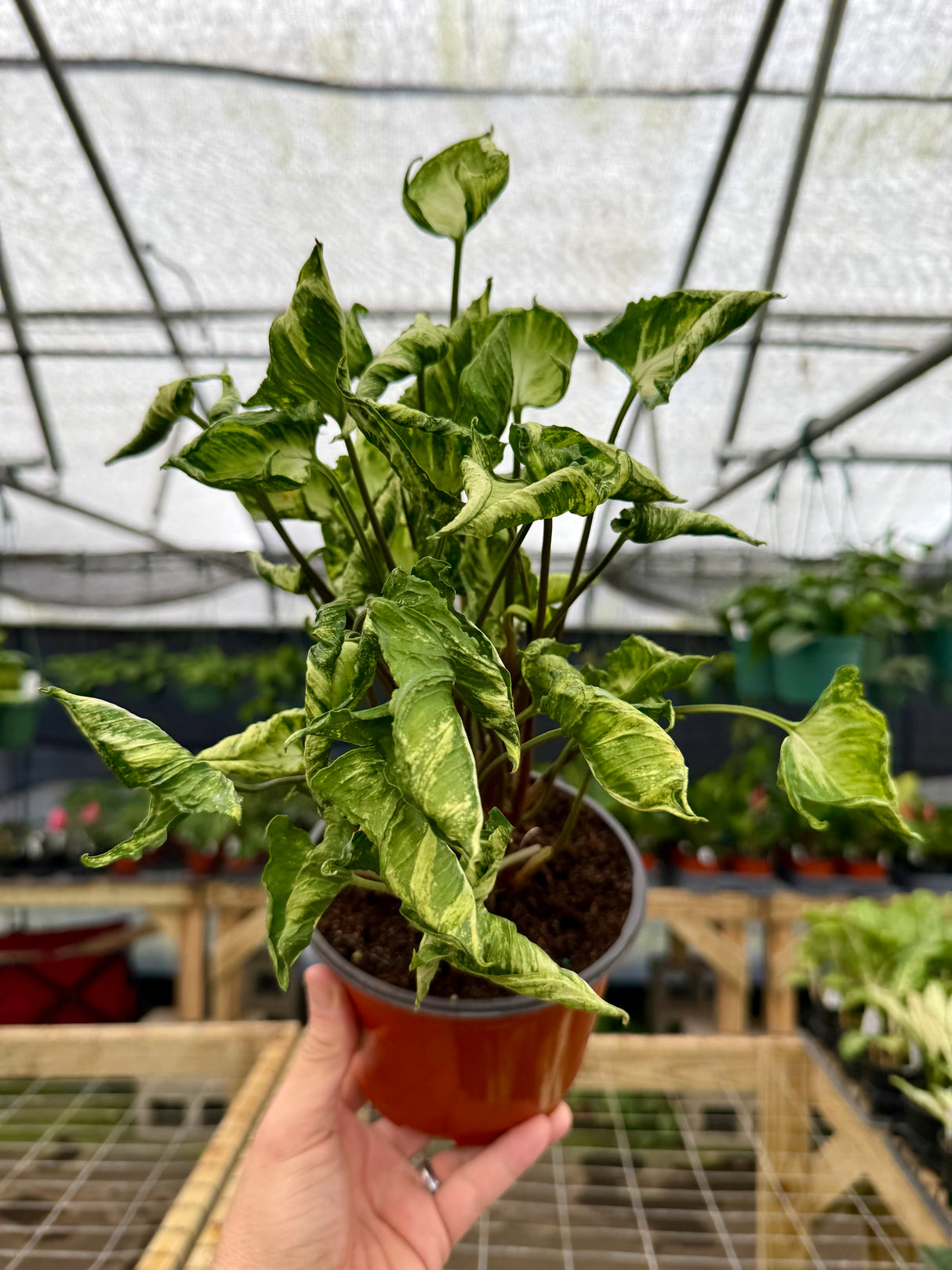 6" Syngonium 'Godzilla'