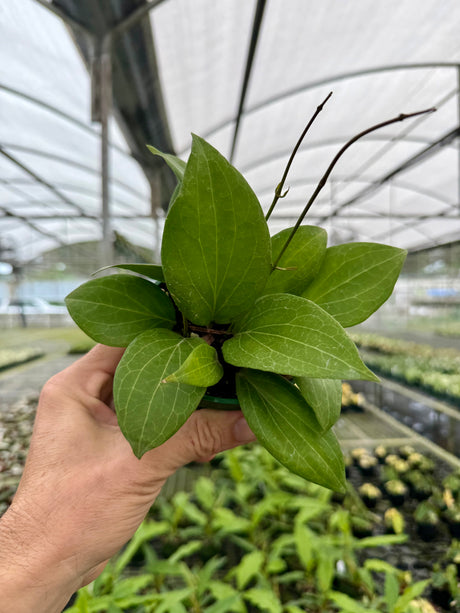 4” Hoya pottsii