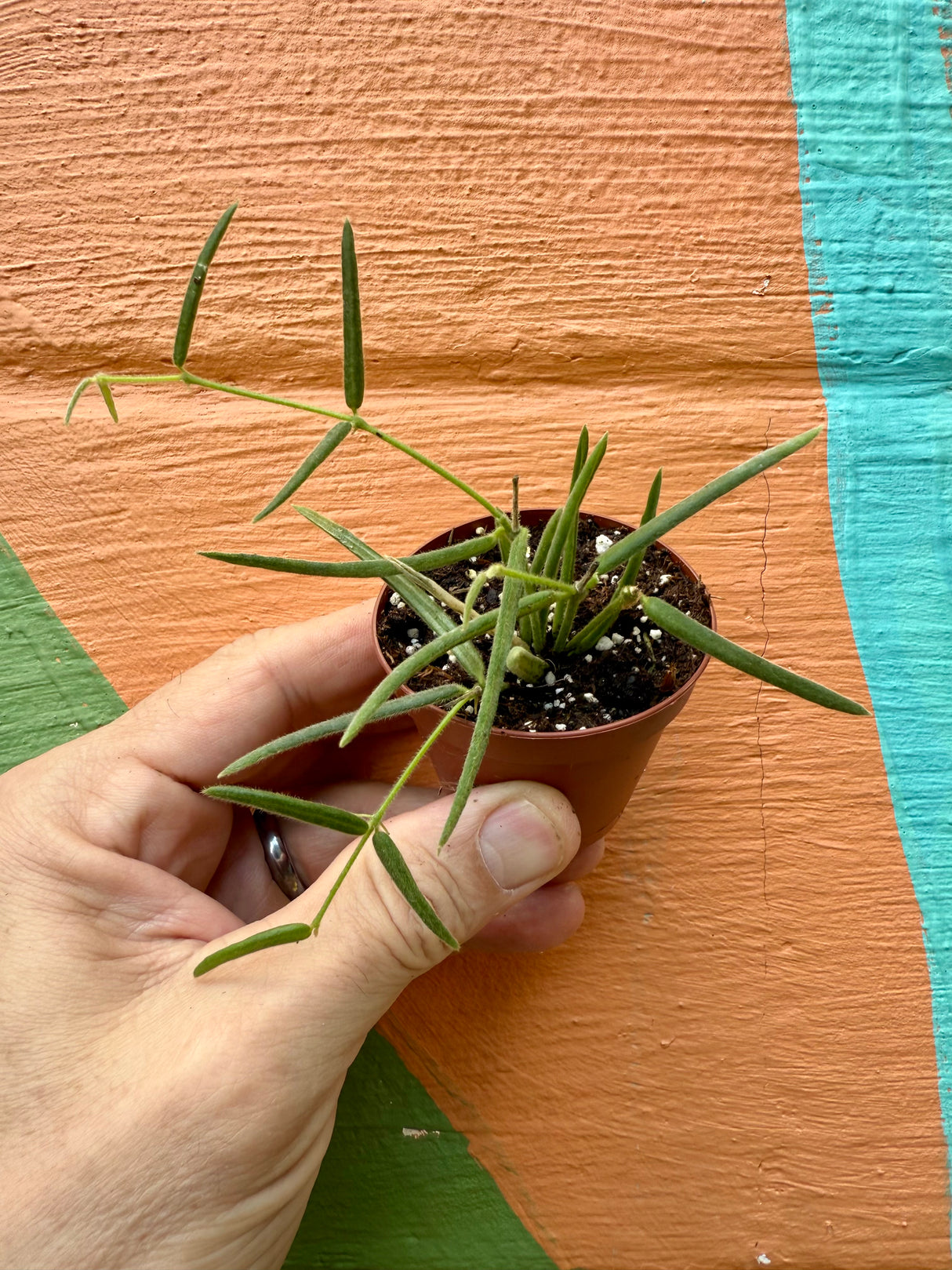 2” Hoya linearis