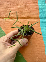 2” Hoya linearis