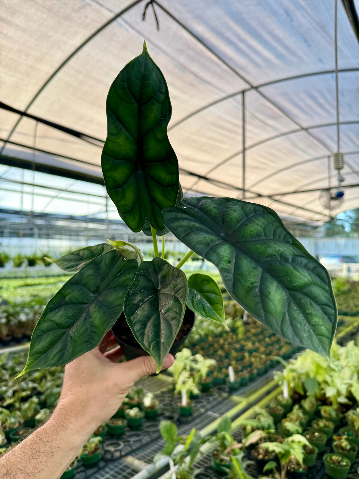 4" Alocasia 'Dragon Scale'