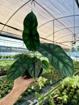 4" Alocasia 'Dragon Scale'