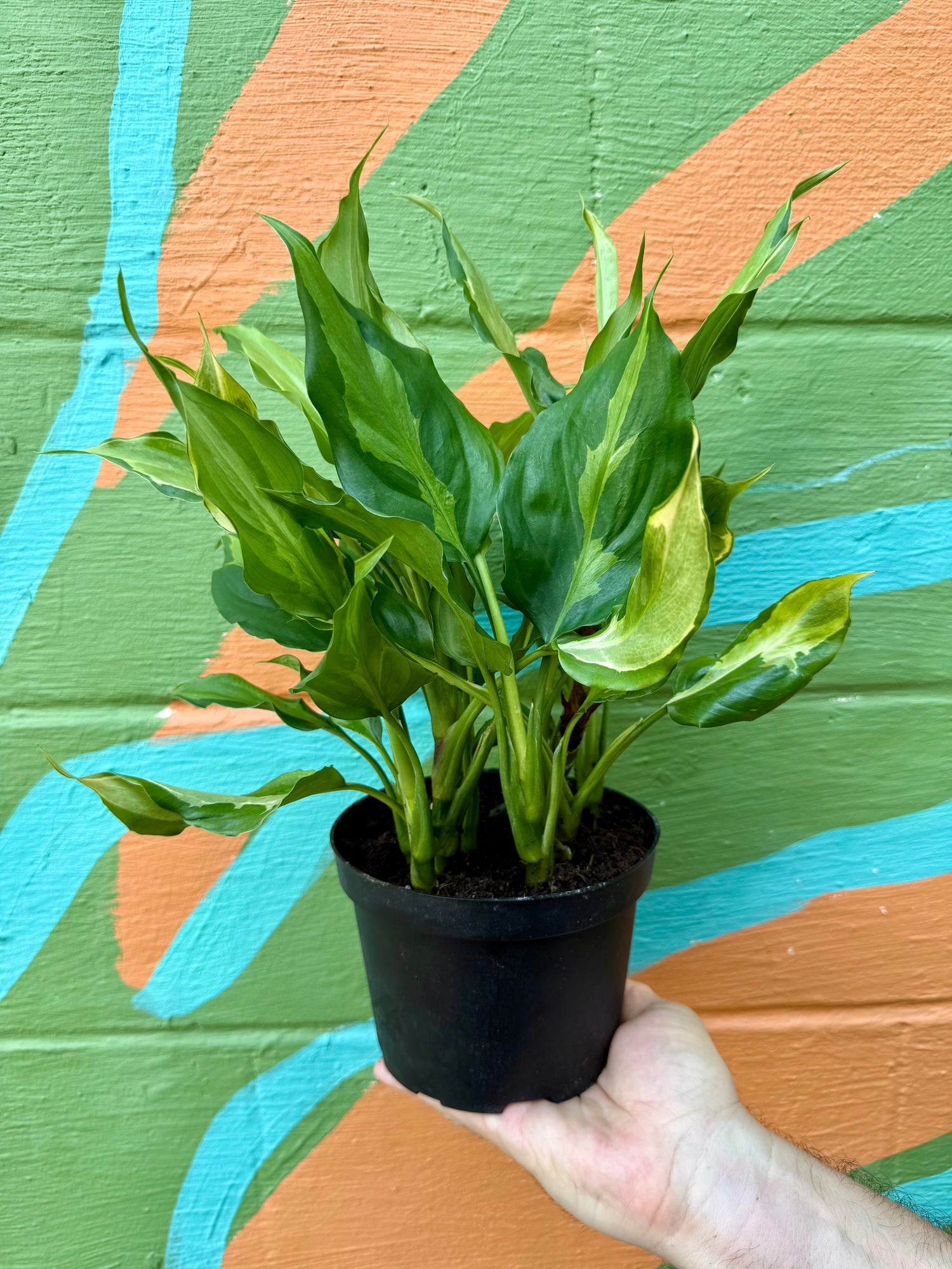 aglaonema fetch nomneung 6" Aglaonema spathonema – Canopy Plant Co