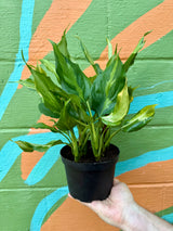 6" Aglaonema spathonema - Canopy Plant Co.