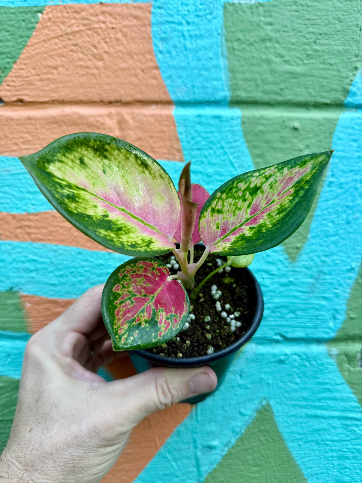 4” Aglaonema 'China Red' - Canopy Plant Co.