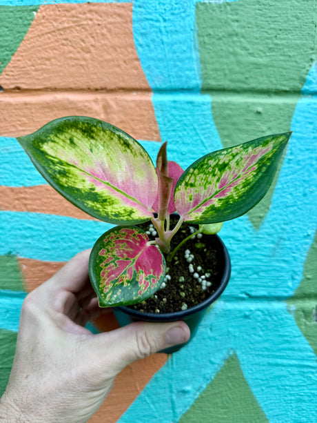 4” Aglaonema 'China Red' - Canopy Plant Co.