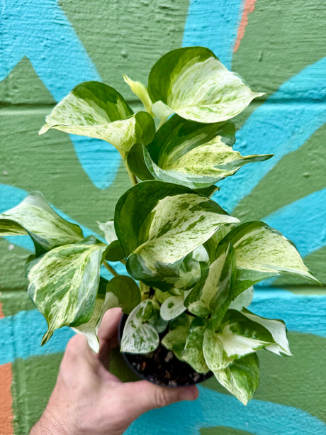 4" Pothos ‘Manjula’ - Canopy Plant Co.