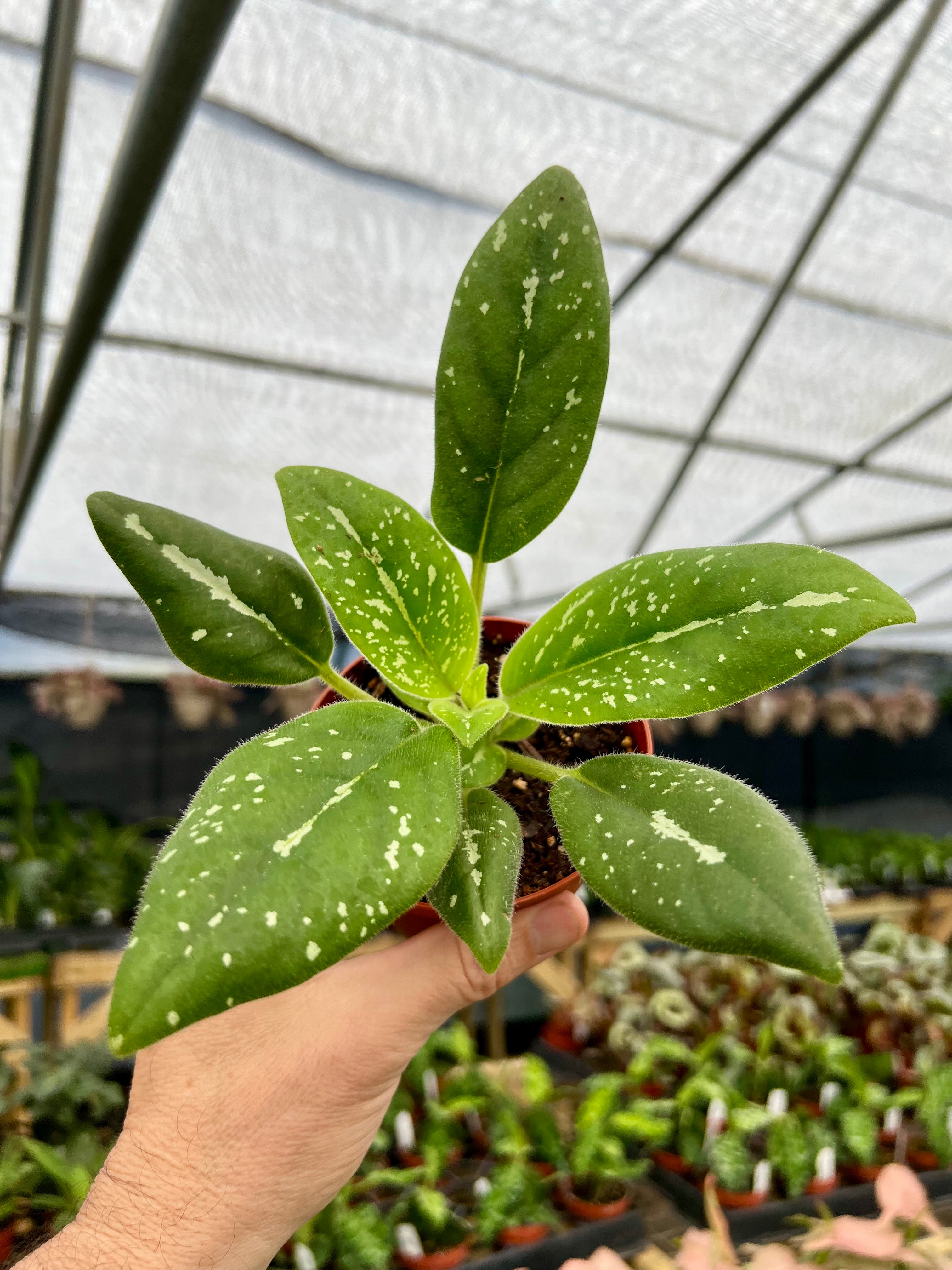 Products – Page 14 – Canopy Plant Co.