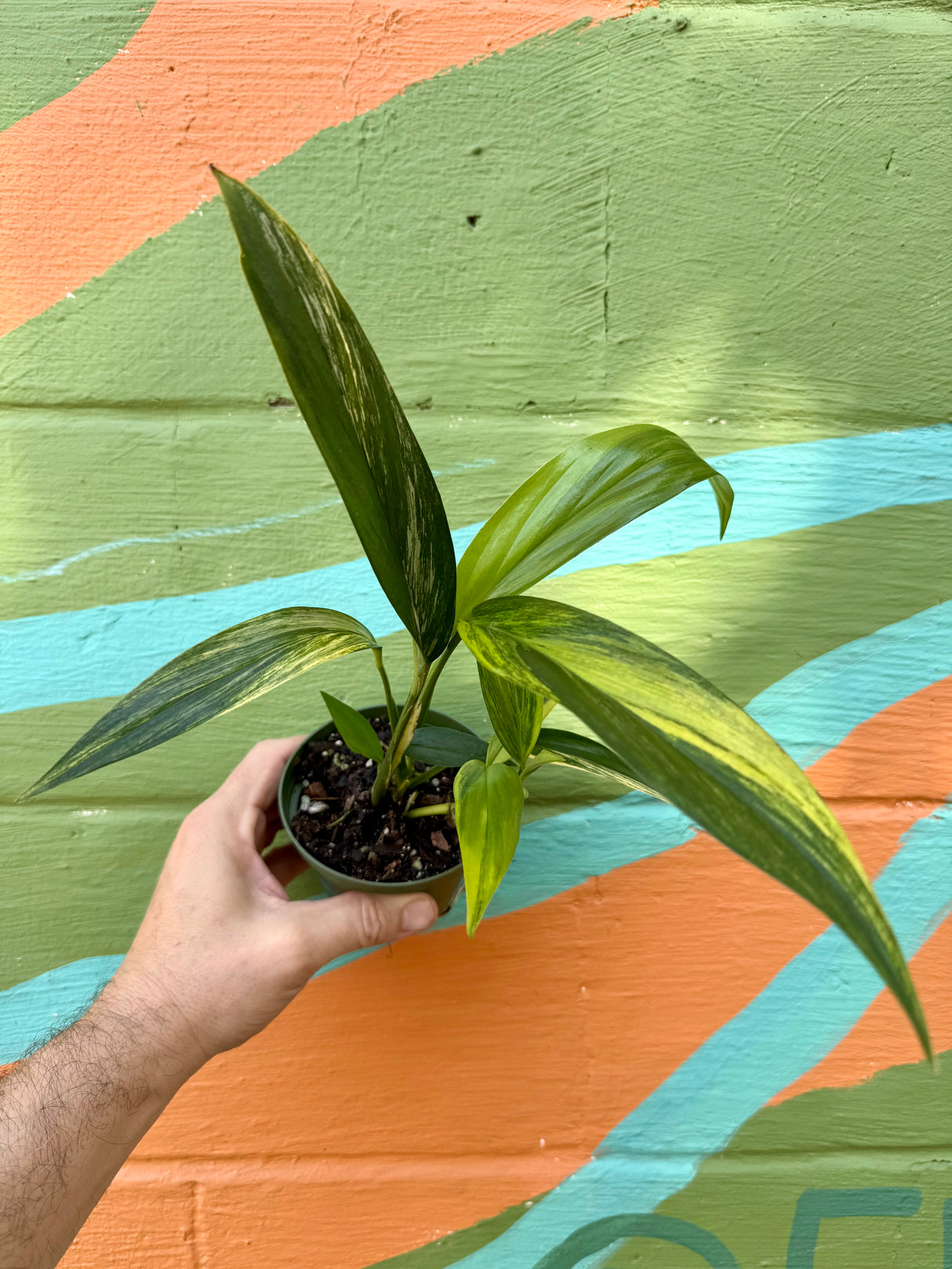 4” Epipremnum amplissimum variegated