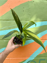 4” Epipremnum amplissimum variegated