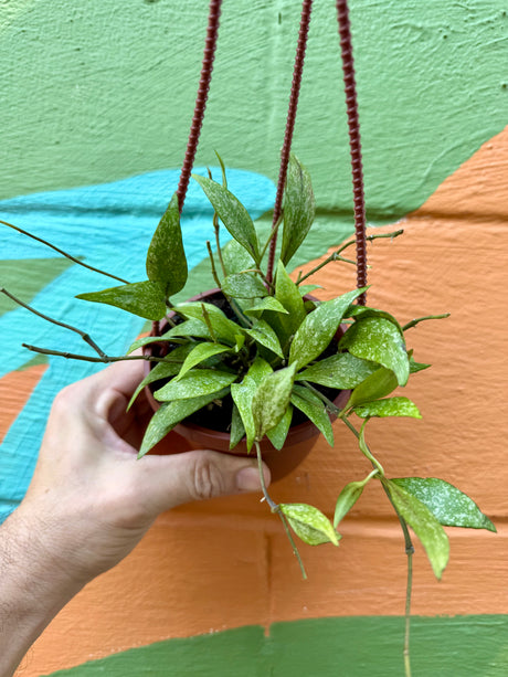4" Hoya parviflora 'Splash' hanging basket - Canopy Plant Co.