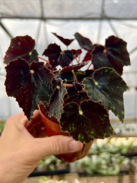 4" Begonia Black Velvet