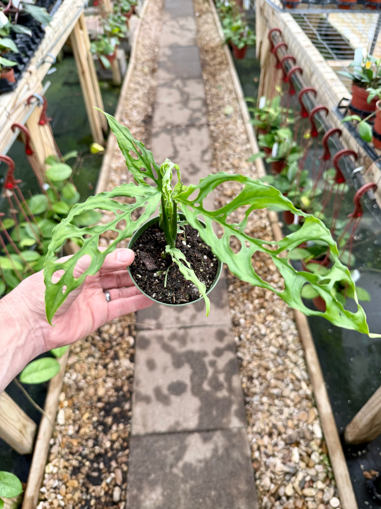 4" Monstera obliqua sp. Peru