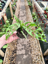 4" Monstera obliqua sp. Peru