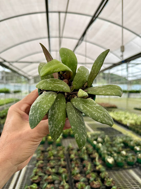 4" Hoya sigillatis sp. Borneo (round form)
