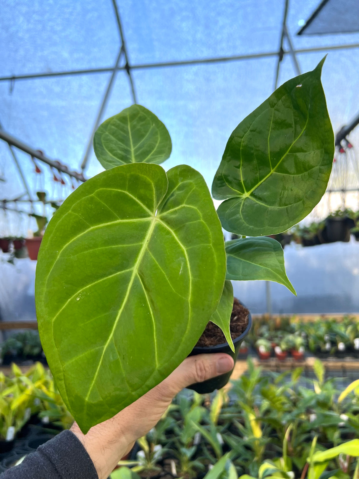 4" Anthurium magnificum