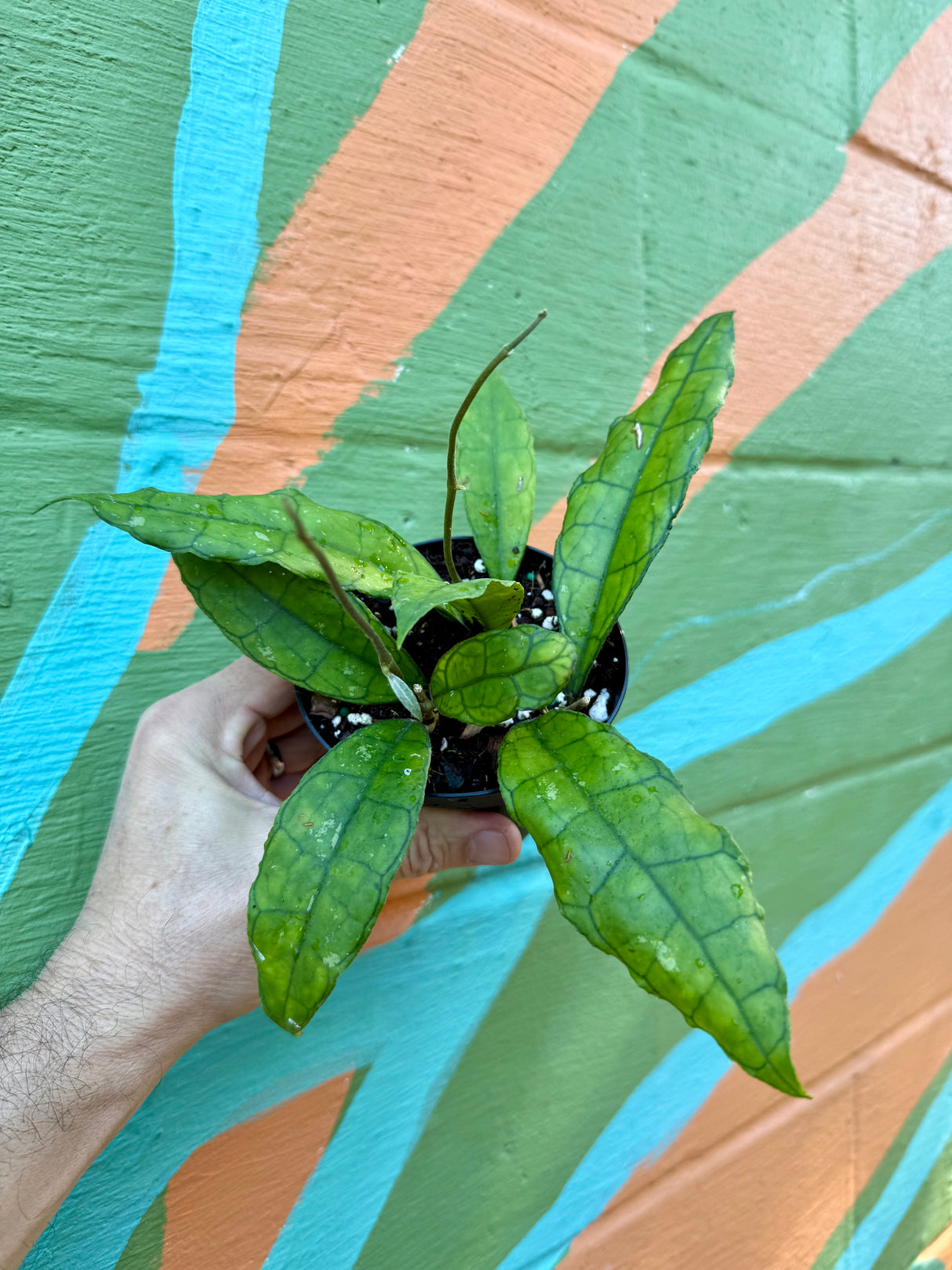 4" Hoya finlaysonii