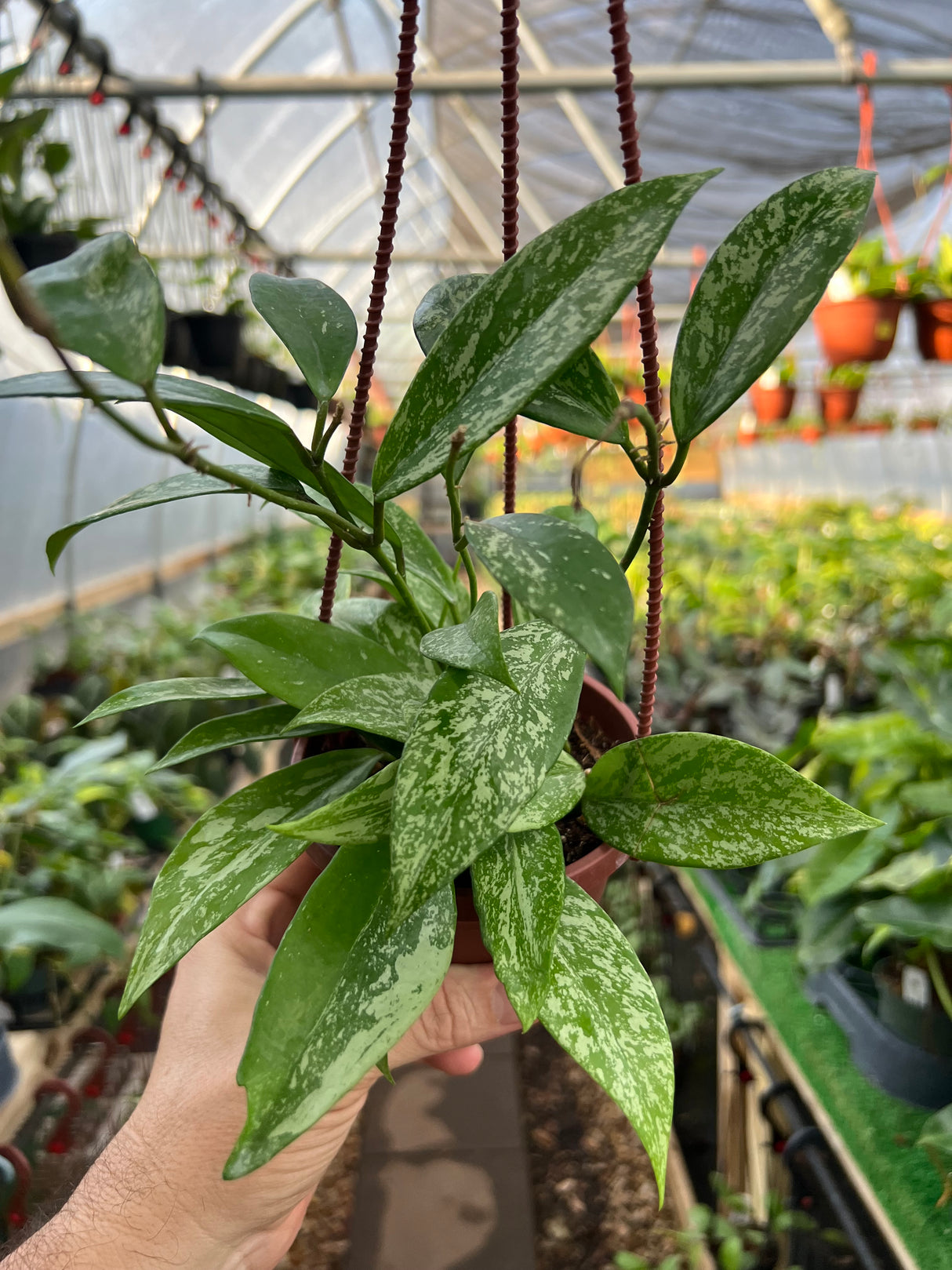 4" Hoya pubicalyx hanging basket