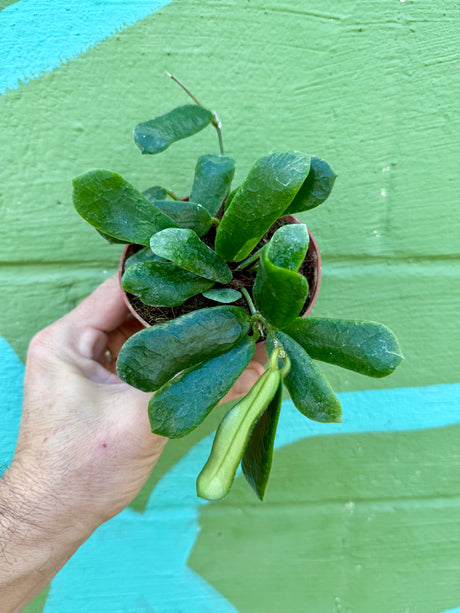 4” Hoya rotundiflora