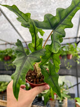4” Alocasia ‘Jacklyn’ - Canopy Plant Co.