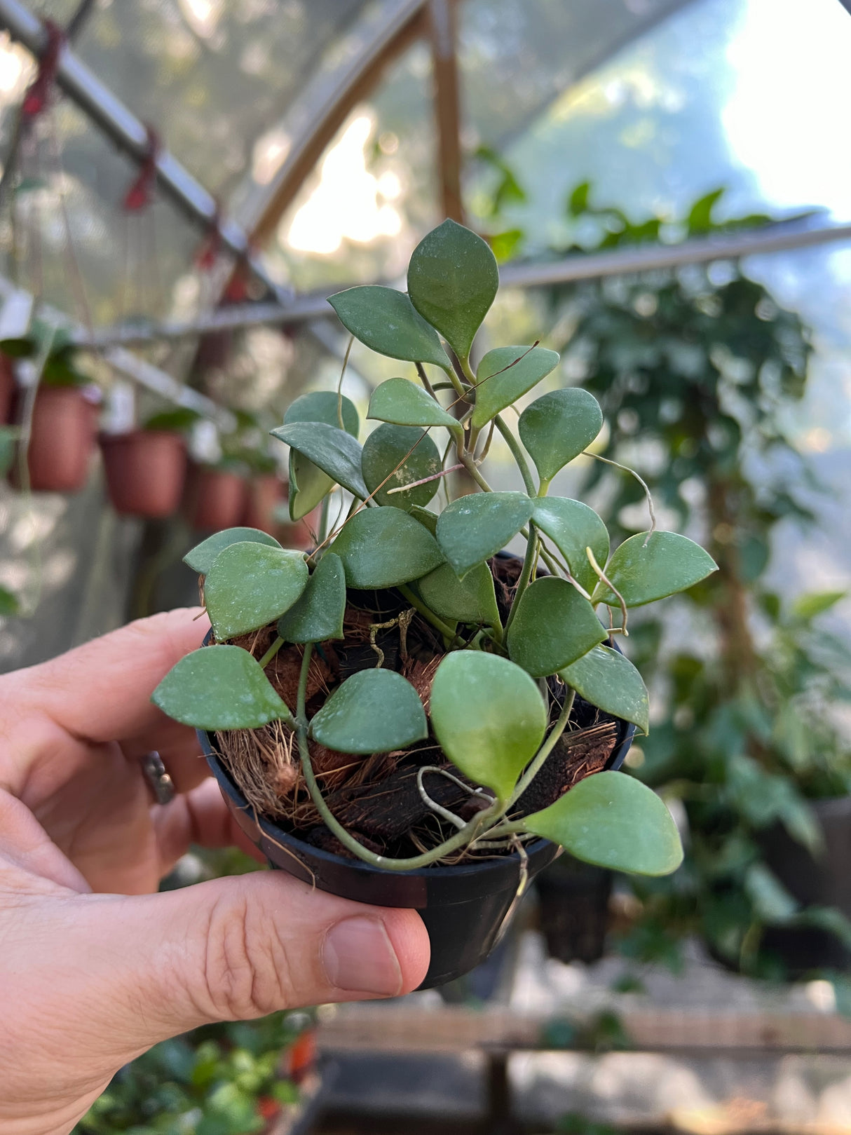 3" Hoya carmelae