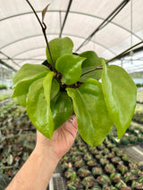 6" Hoya surigaoensis