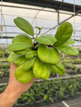 4" Hoya 'Viola'