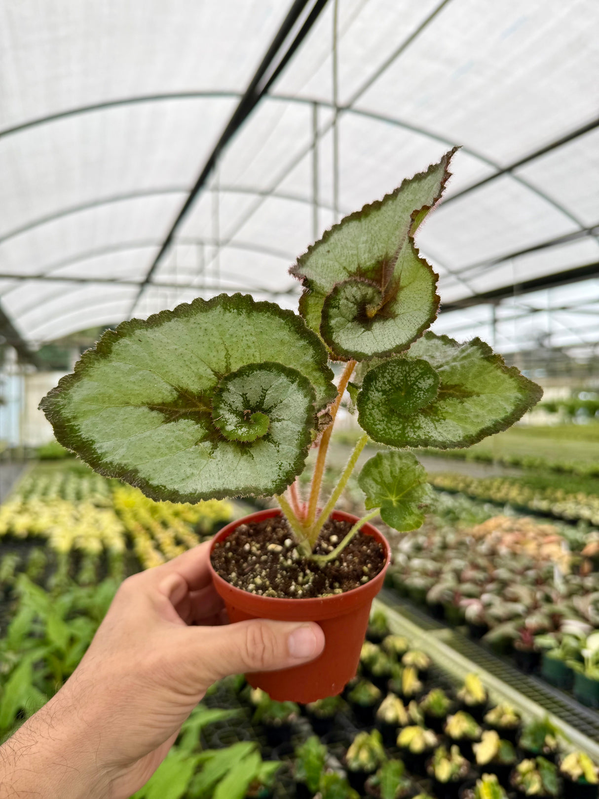 4" Begonia 'Escargot'