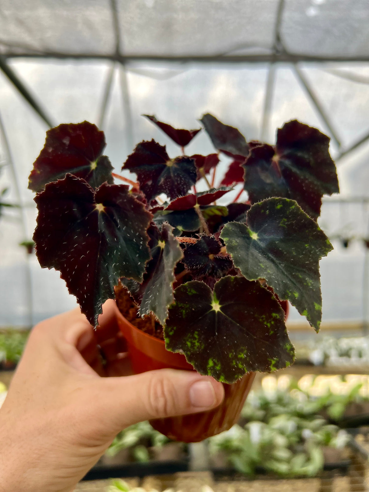 4" Begonia Black Velvet
