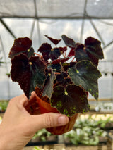 4" Begonia Black Velvet