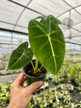 4” Alocasia ‘Frydek’ (micholitziana)
