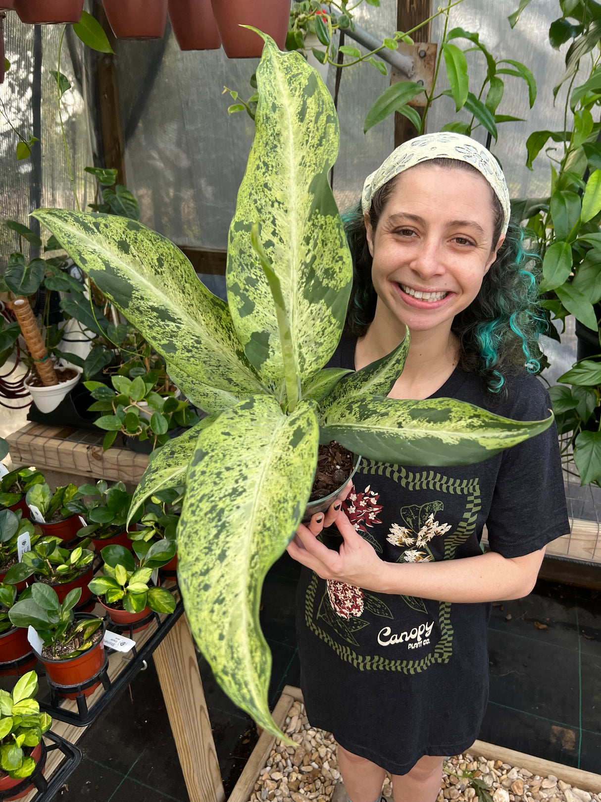 6" Dieffenbachia Maui Wowie