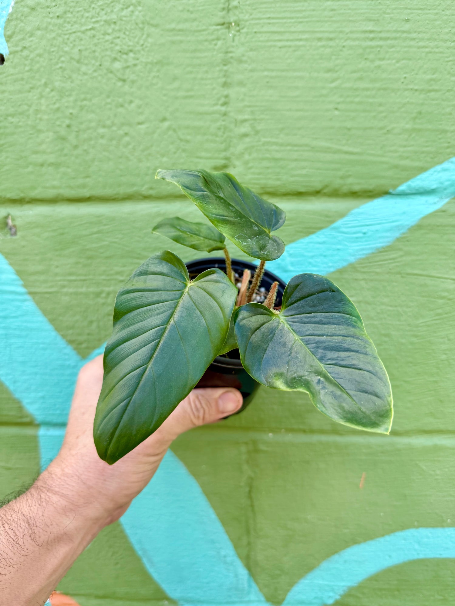 philodendron copense 4" Philodendron serpens – Canopy Plant Co