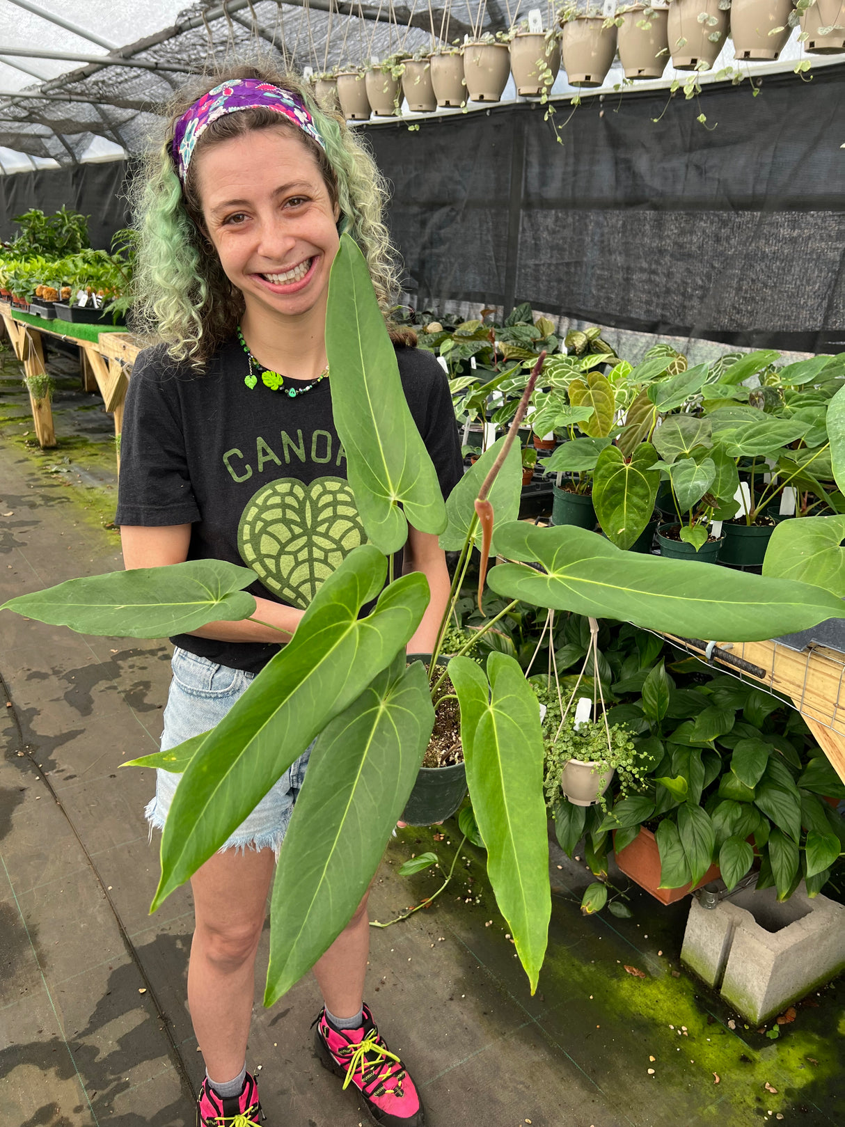 6" Anthurium verapazense (narrow)